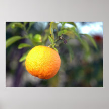 orange poster