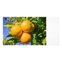 Oranges sur un arbre modèle pour photocarte
