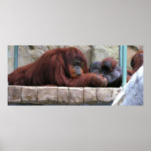 Orangs-outans Posters