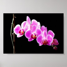 Orchidée, Affiches
