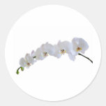 Orchidée blanche adhésifs