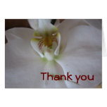 Orchidée blanche carte