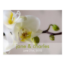 Orchidée blanche • Carte postale de faire-part de 