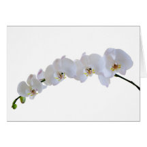 Orchidée blanche cartes de vœux