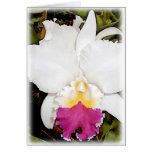 Orchidée blanche et pourpre de Cattleya Carte De Vœux