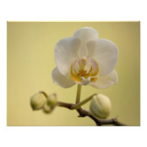 Orchidée blanche sensible photos sur toile
