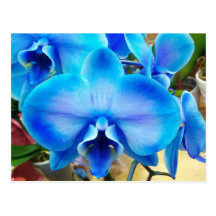 Orchidée bleue carte postale
