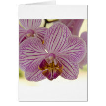 Orchidée Carte De Vœux