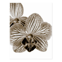 Orchidée Carte Postale
