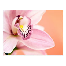 Orchidée de Cymbidium Cartes Postales