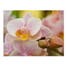Orchidée de Phalaenopsis Cartes Postales