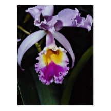 Orchidée, fleurs de trianae de cattleya (Colombie) Cartes Postales