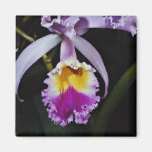 Orchidée, fleurs de trianae de cattleya (Colombie) Magnets