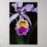 Orchidée, fleurs de trianae de cattleya (Colombie) Posters
