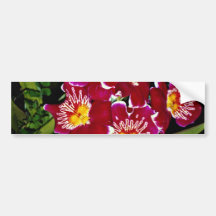 Orchidée, fleurs d'hybride de miltonia adhésifs pour voiture