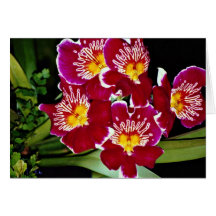 Orchidée, fleurs d'hybride de miltonia carte