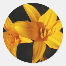 Orchidée jaune autocollants