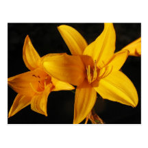 Orchidée jaune carte postale