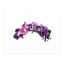 Orchidée magenta Deux-Modifiée la tonalité Carte Postale