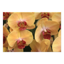 Orchidée Photographes