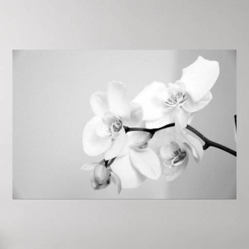 Orchidée Affiche