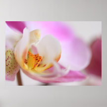 Orchidée Posters