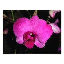 Orchidée pourpre photographes
