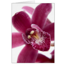 Orchidée rose carte de vœux