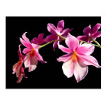 Orchidée rose cartes postales