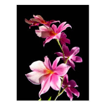Orchidée rose cartes postales