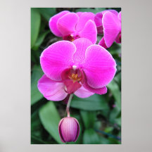 Orchidée rose posters