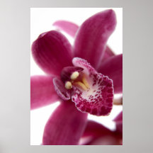 Orchidée rose posters