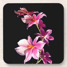 Orchidée rose sous-bock