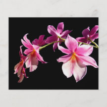 Orchidée rose tract