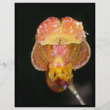 orchidée simple orange tract