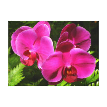 Orchidée Toile Tendue Sur Châssis