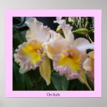 Orchidées Affiche