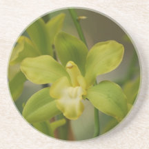 Orchidées assez vertes dessous de verre