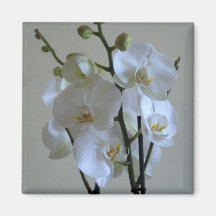 Orchidées blanches aimant