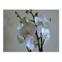 Orchidées blanches carte postale