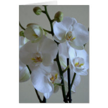 Orchidées blanches cartes