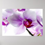 Orchidées blanches poster