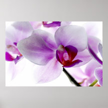Orchidées blanches poster