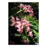 Orchidées Carte De Vœux