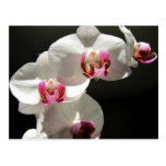 Orchidées Carte Postale