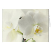 Orchidées Cartes De Vœux