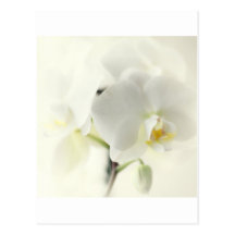 Orchidées Cartes Postales