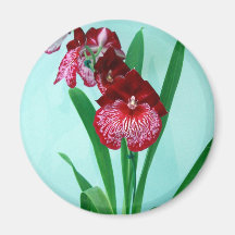 Orchidées de dames de danse aimants