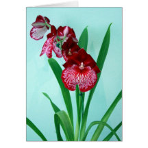 Orchidées de dames de danse carte de vœux