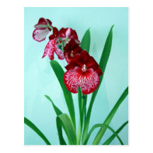 Orchidées de dames de danse carte postale